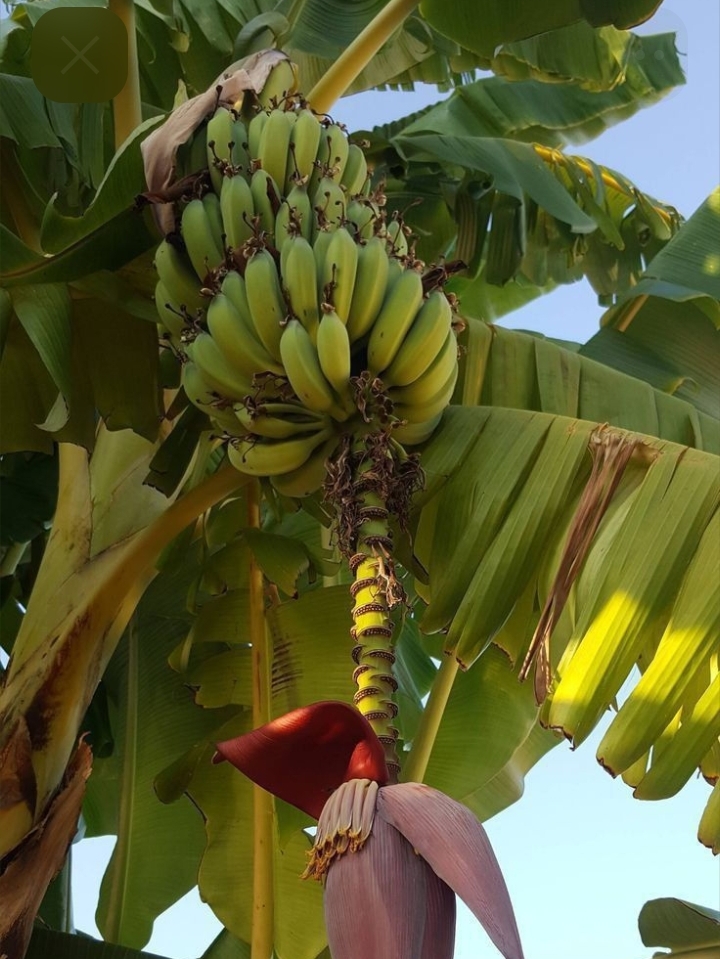 Bananier plantain en fleur